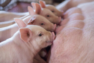 Piglets_Suckling_on_Sow_1200x600-3